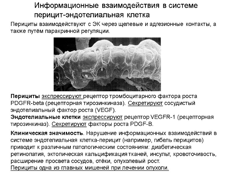 Клиническая значимость. Нарушение информационных взаимодействий в системе эндотелиальная клетка-перицит (например, гибель перицитов) приводит к